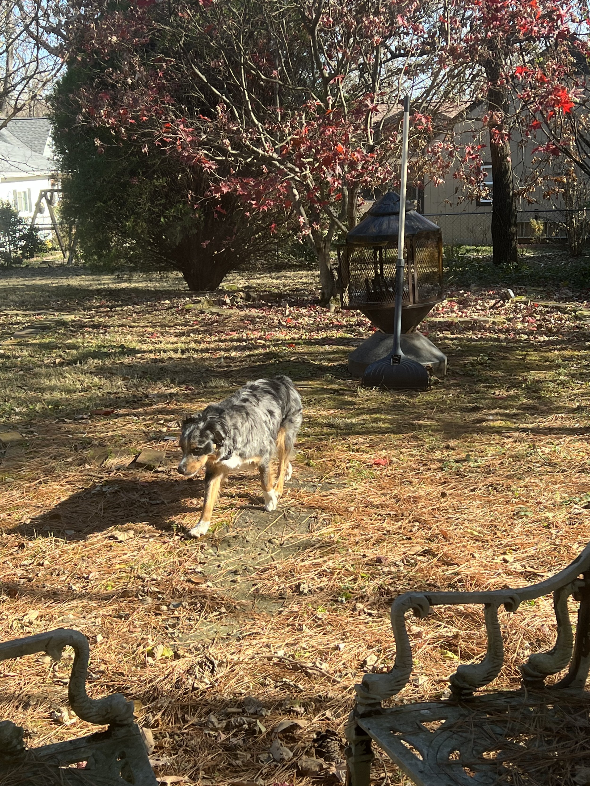 Woodhaven Backyard IMG_7111.jpeg