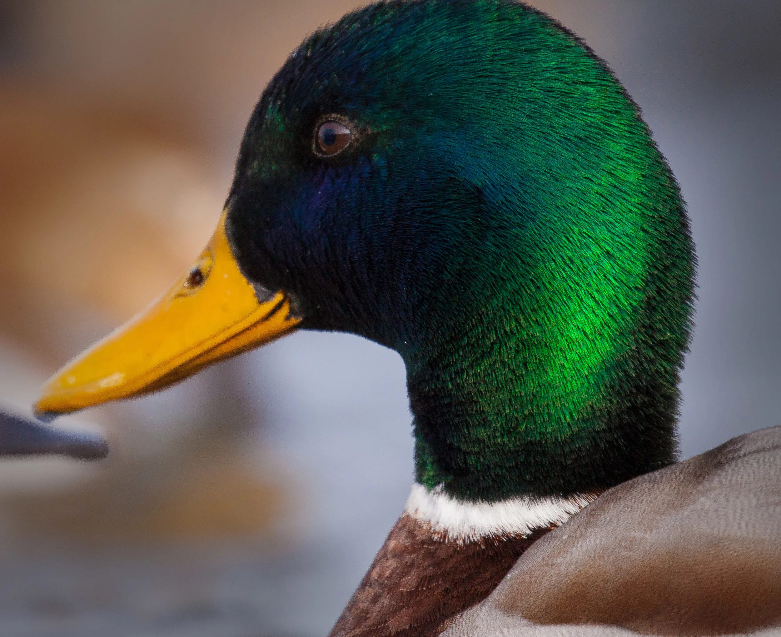Mallard Drake