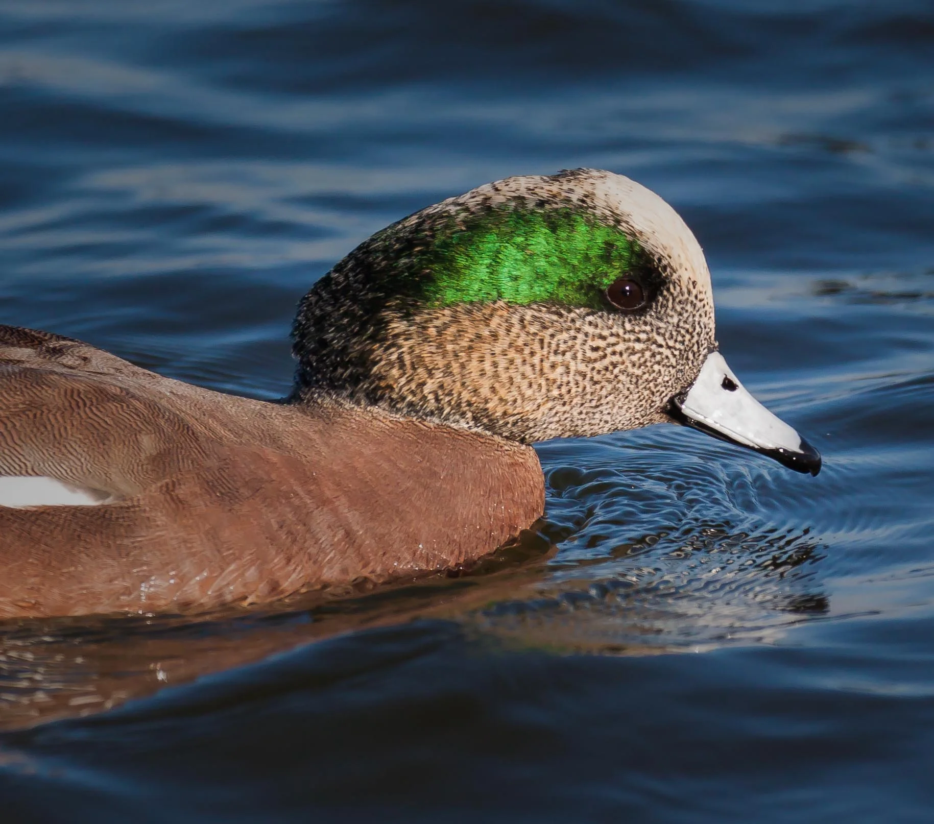 Wigeon Drake