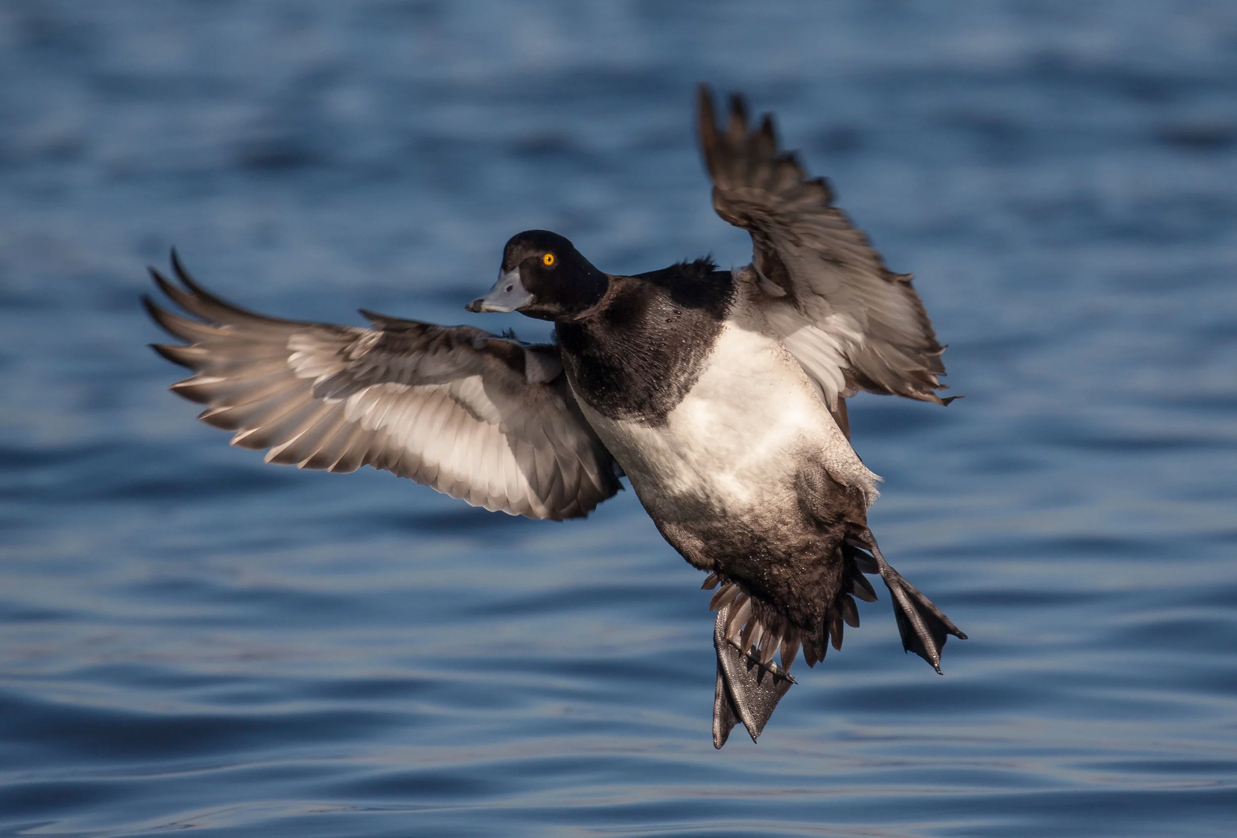 Scaup in flight