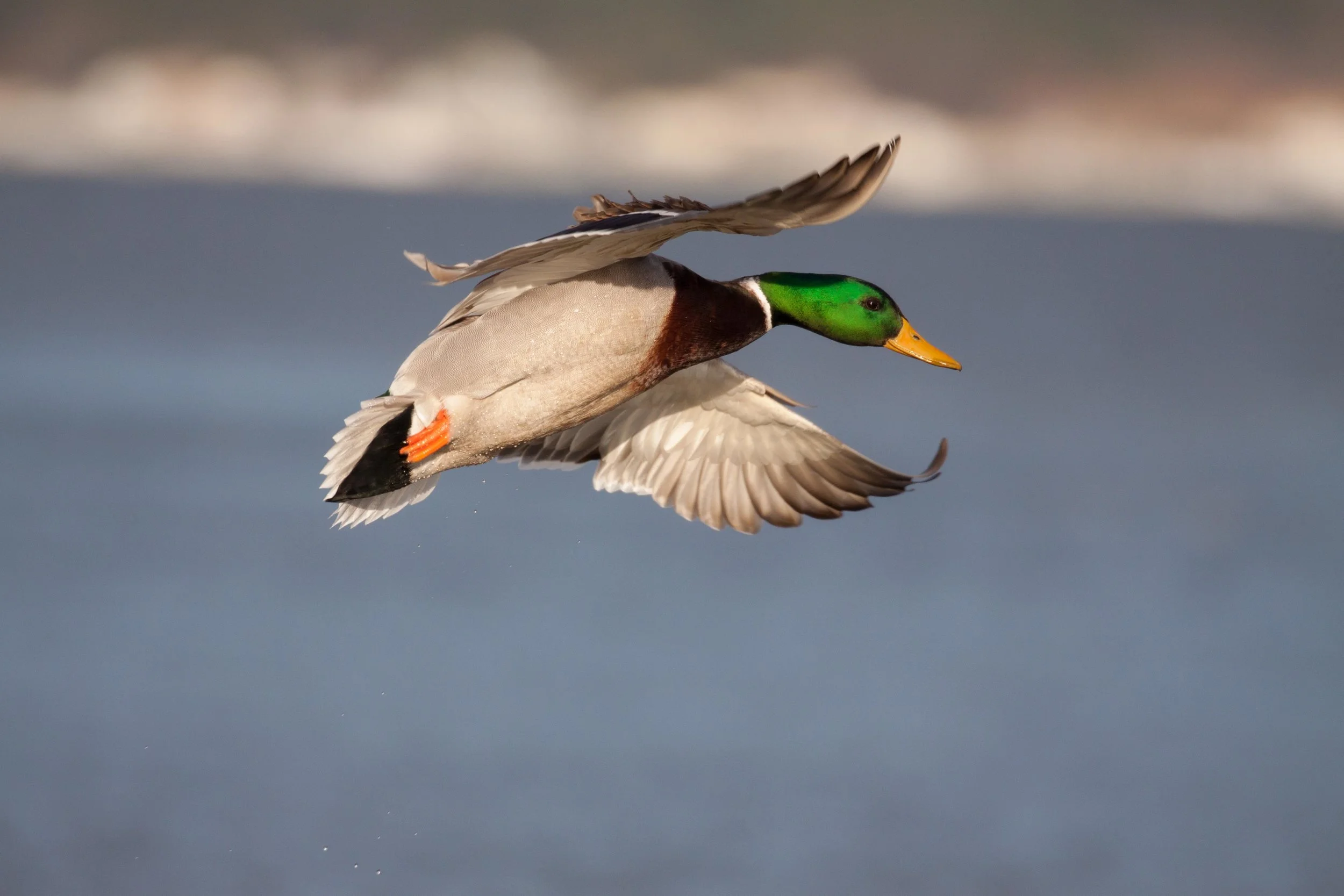 Mallard Drake in Flight