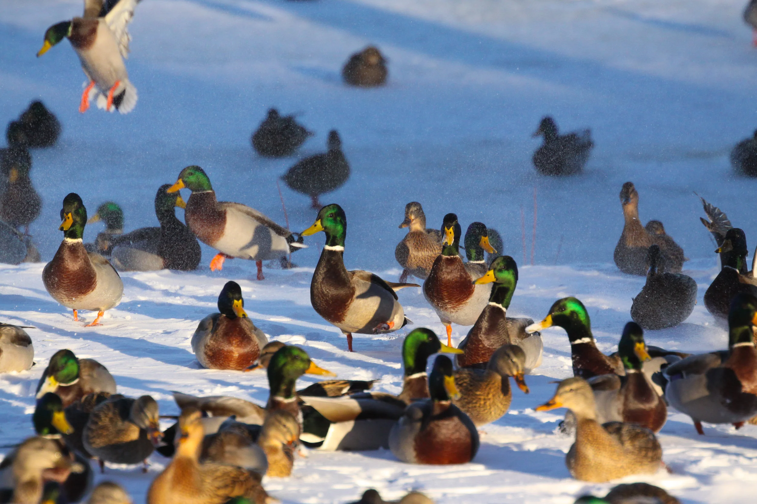 Mallards in the Snow