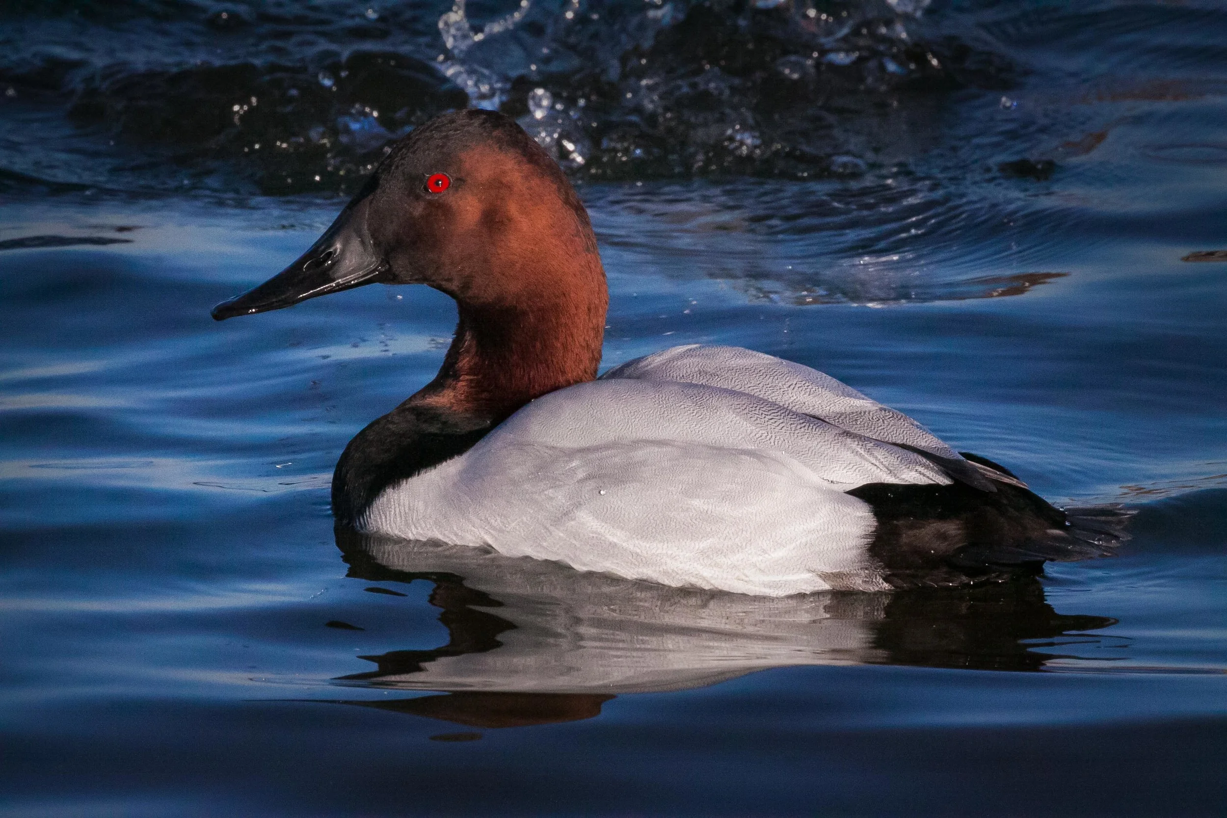 Canvasback Drake