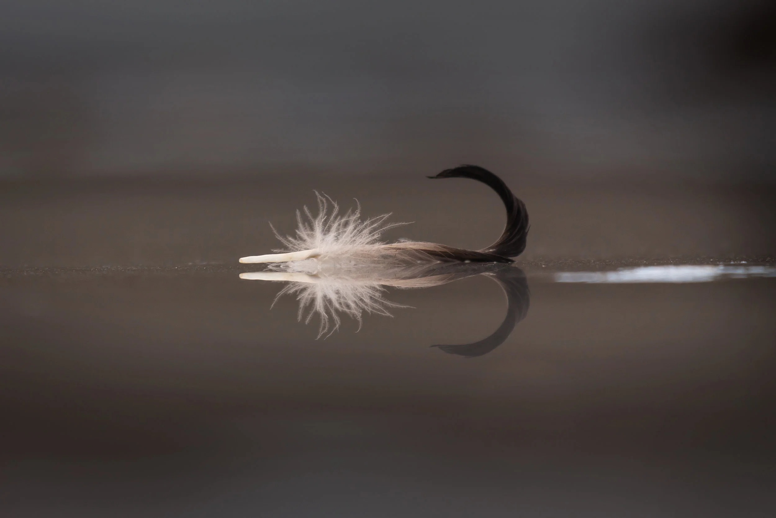 Mallard Curl On Ice