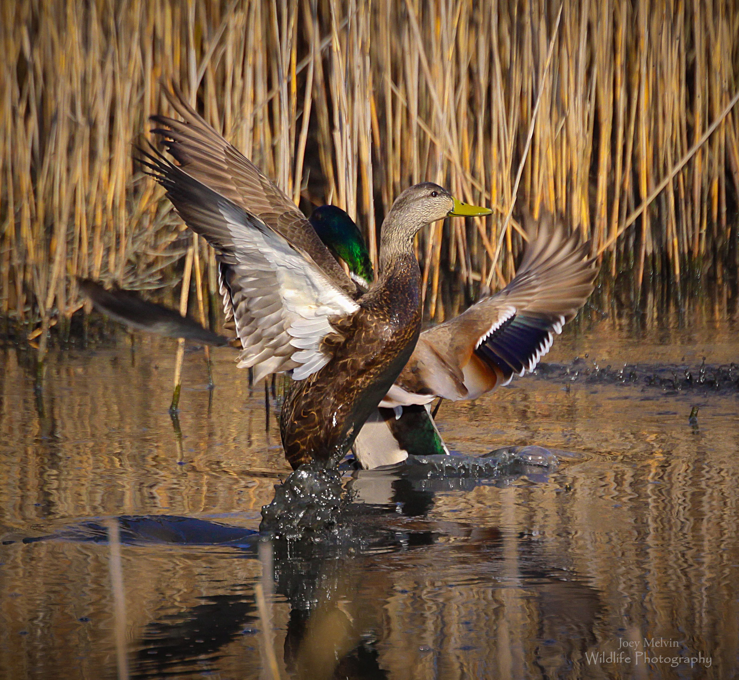 Black duck take off