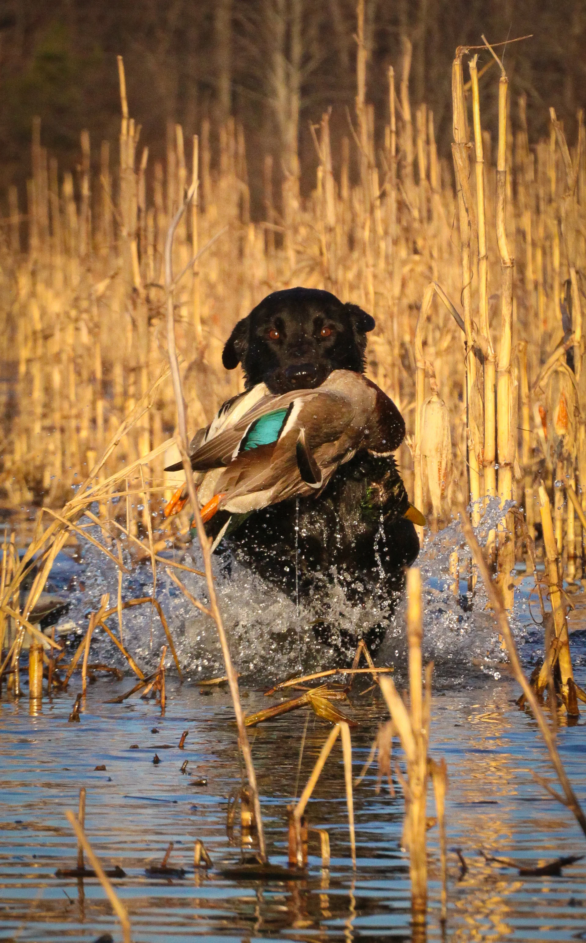 Junior's retrieve