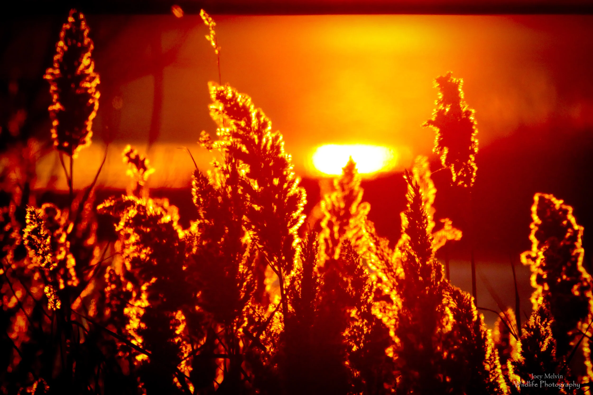 Sunset Phrag