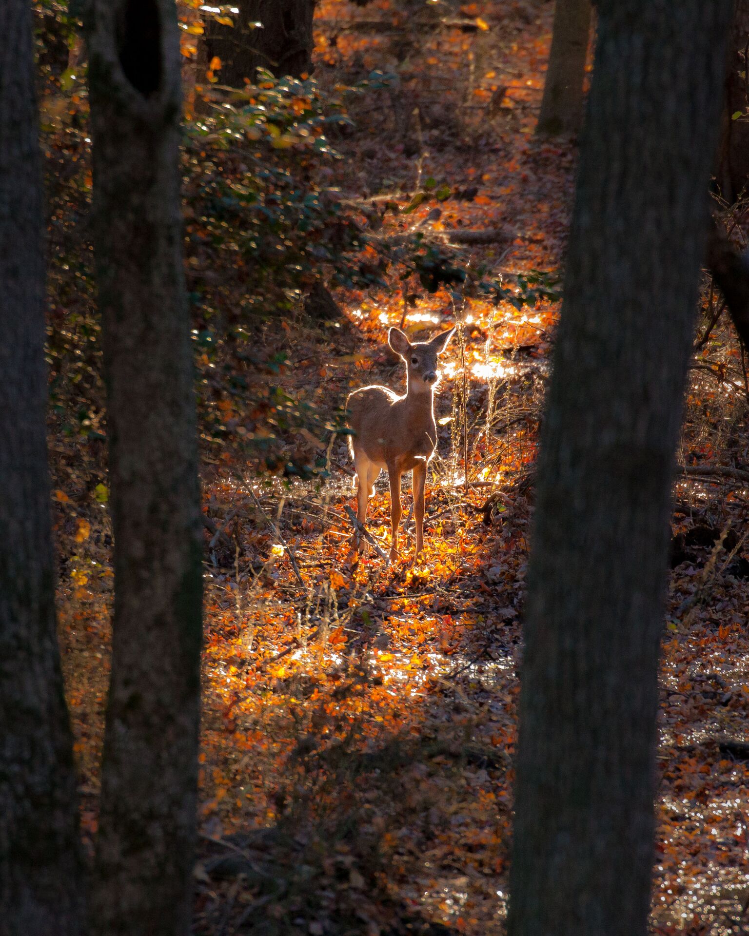 Backlit doe