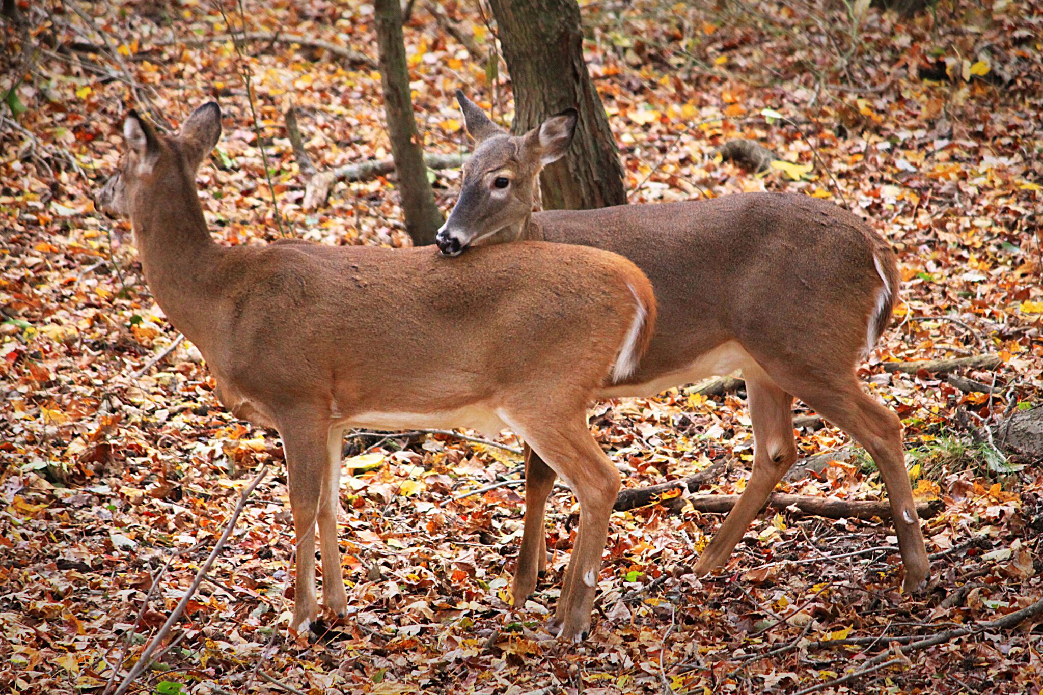 Resting doe