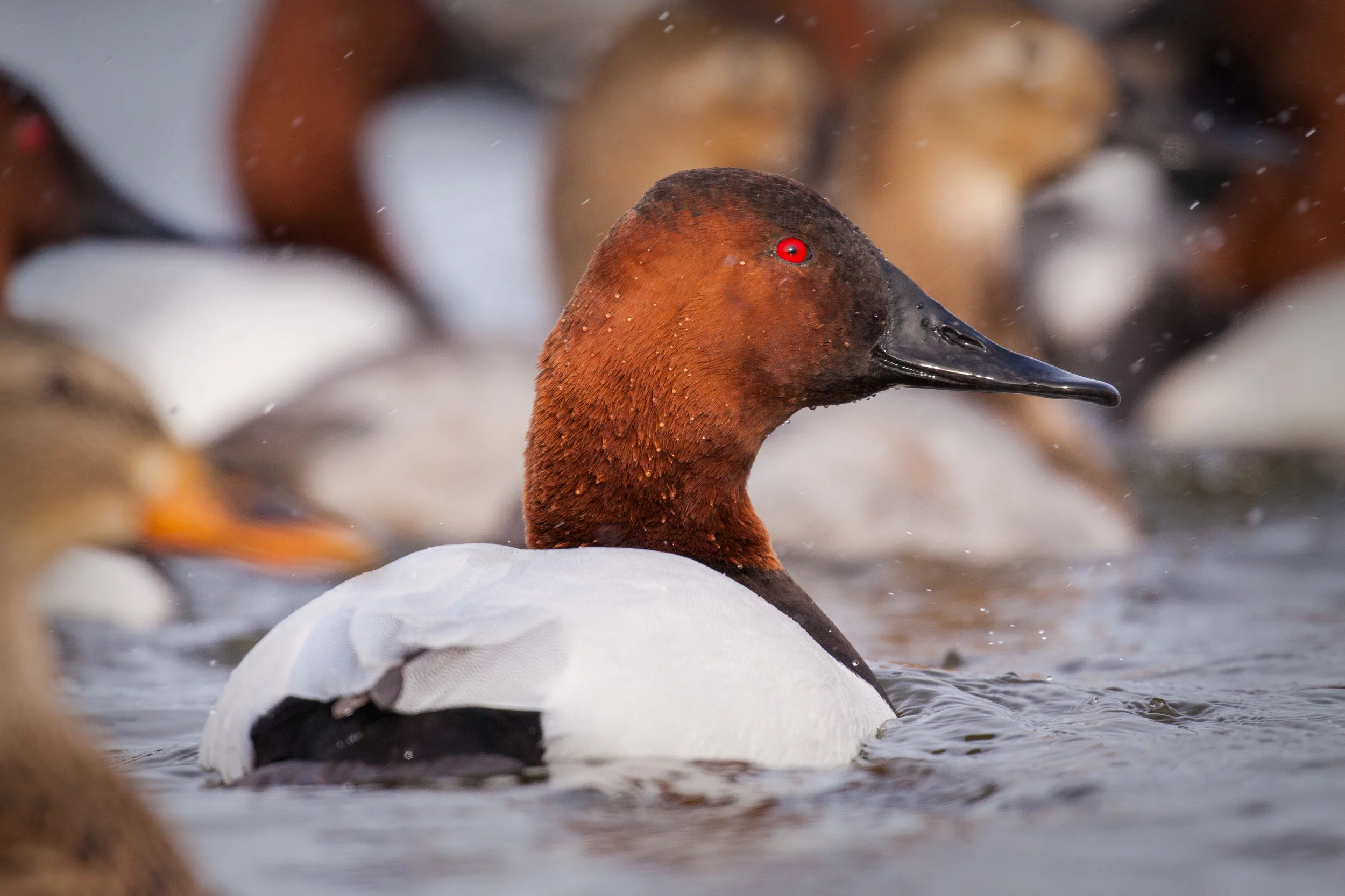 Canvasback Drake