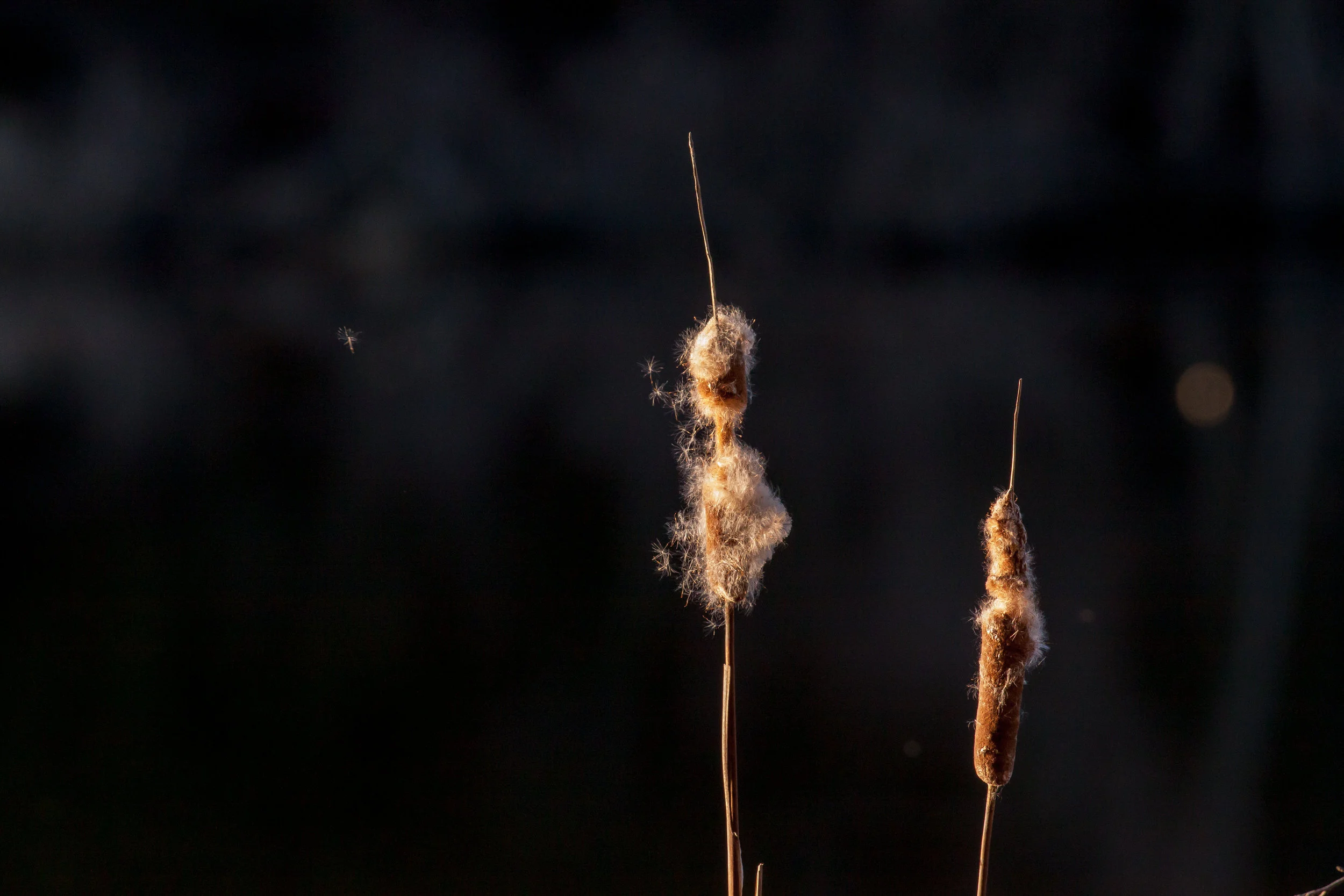 Cattail