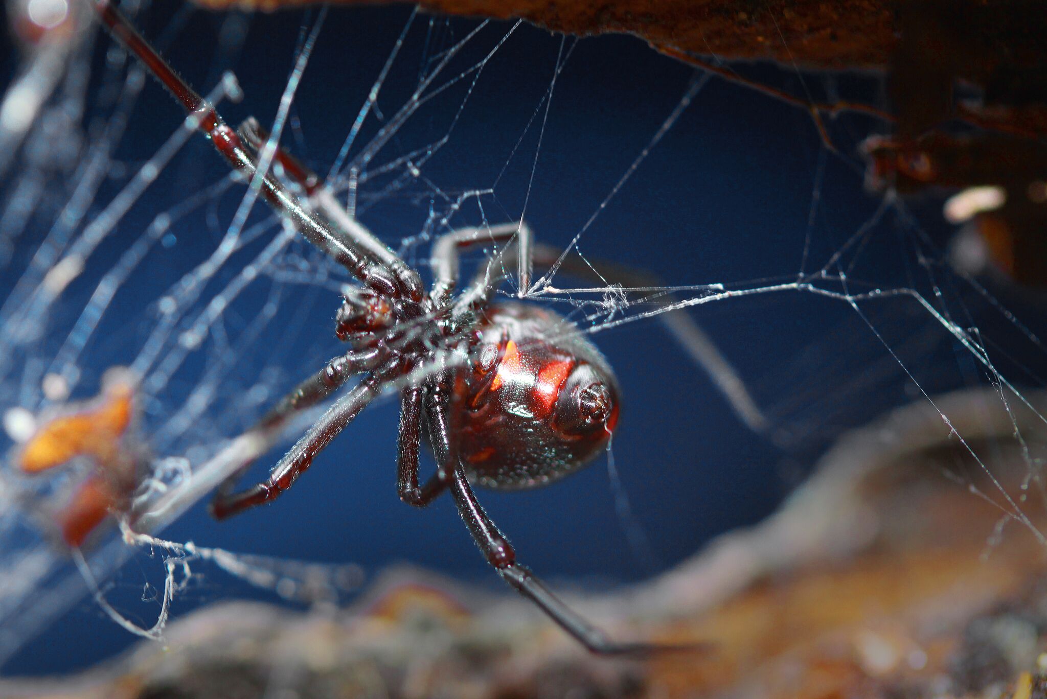 Black Widow