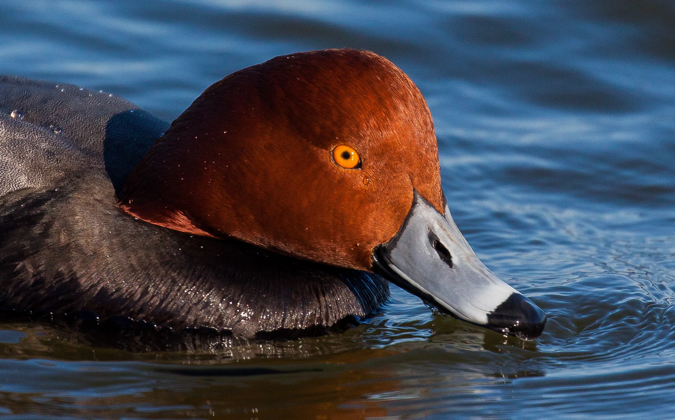 Redhead Drake