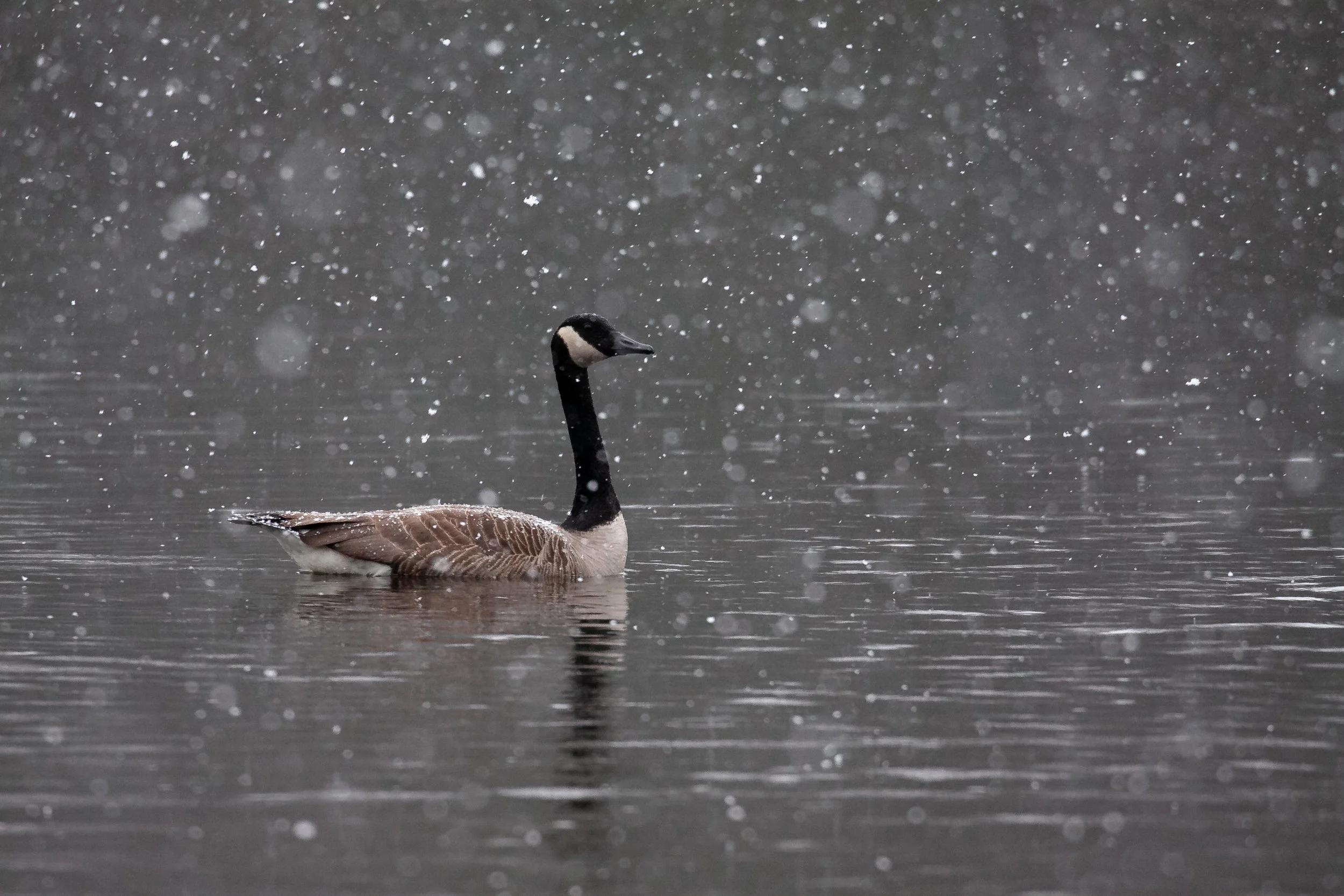 Canada in Snow