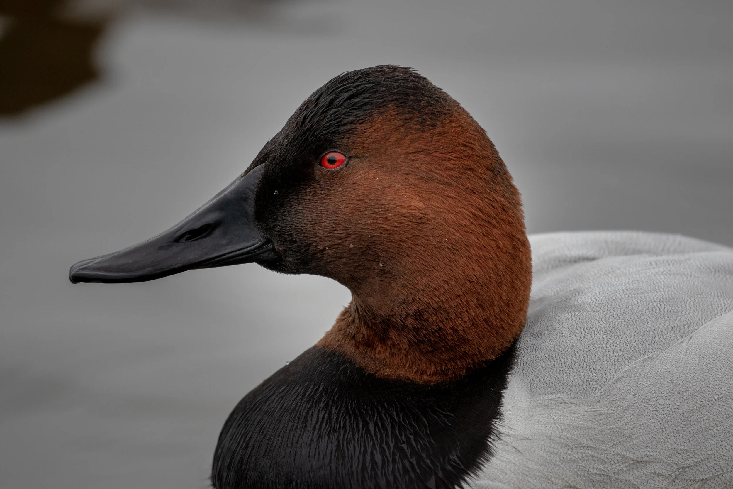 Lowlight Canvasback