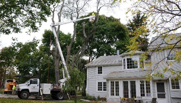 What is an Arborist?