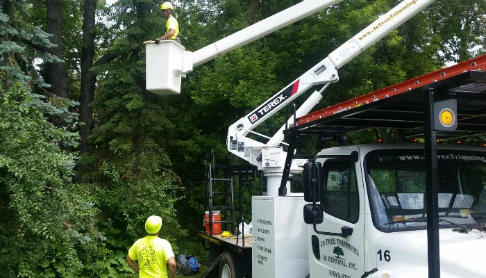 Five Tips To Expect From a Responsible Tree Care Service Company