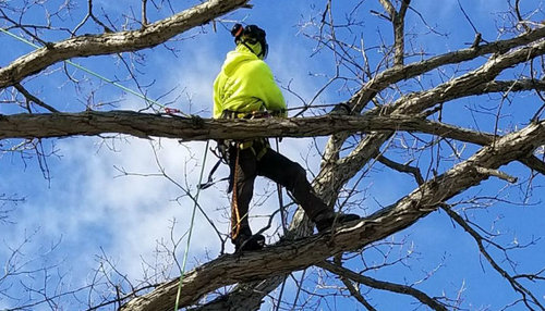 Tree Climbing For Work And Recreation — J's Tree Trimming & Removal