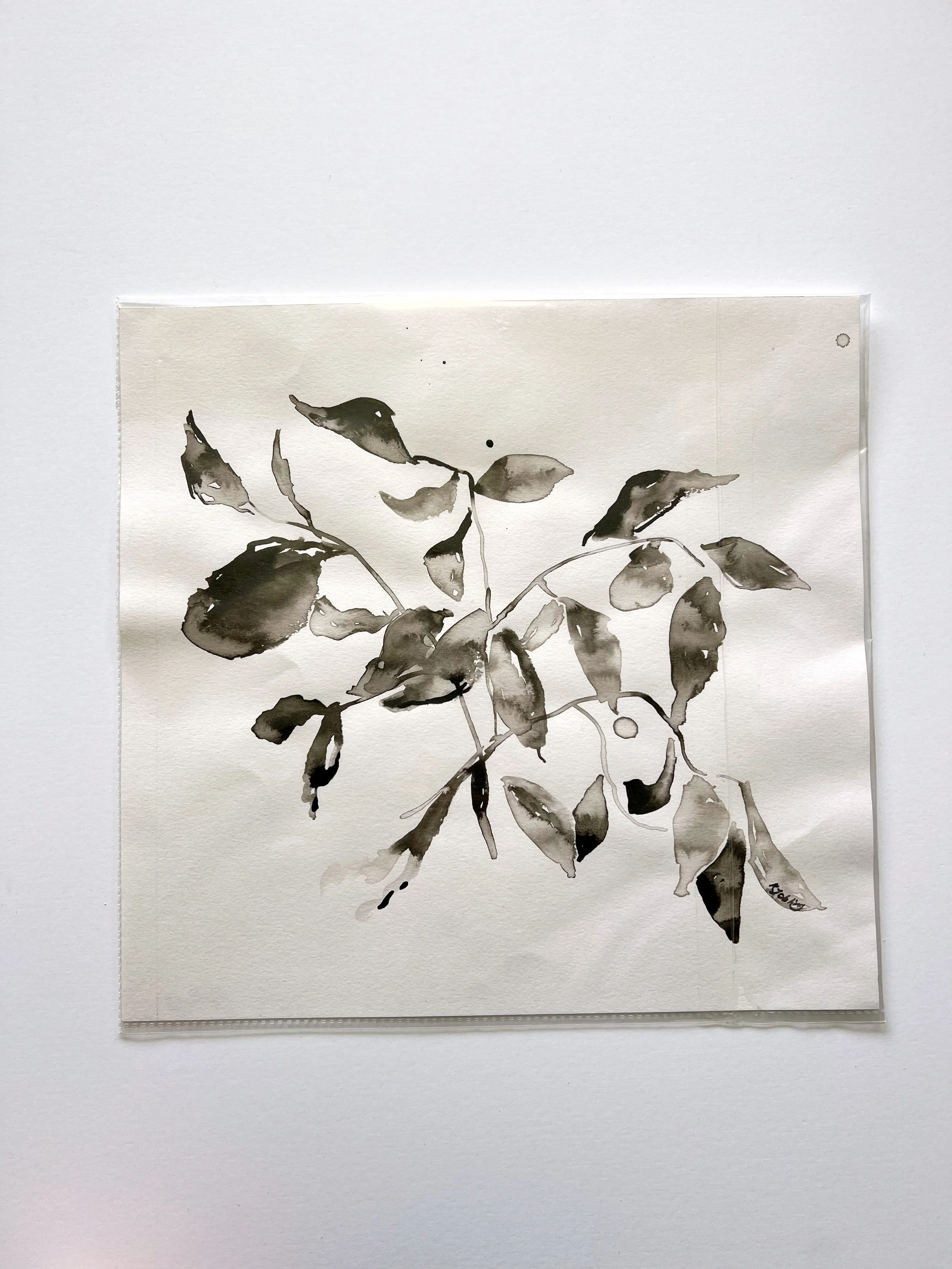 Ink Botanical Drawing on paper 10x10"
