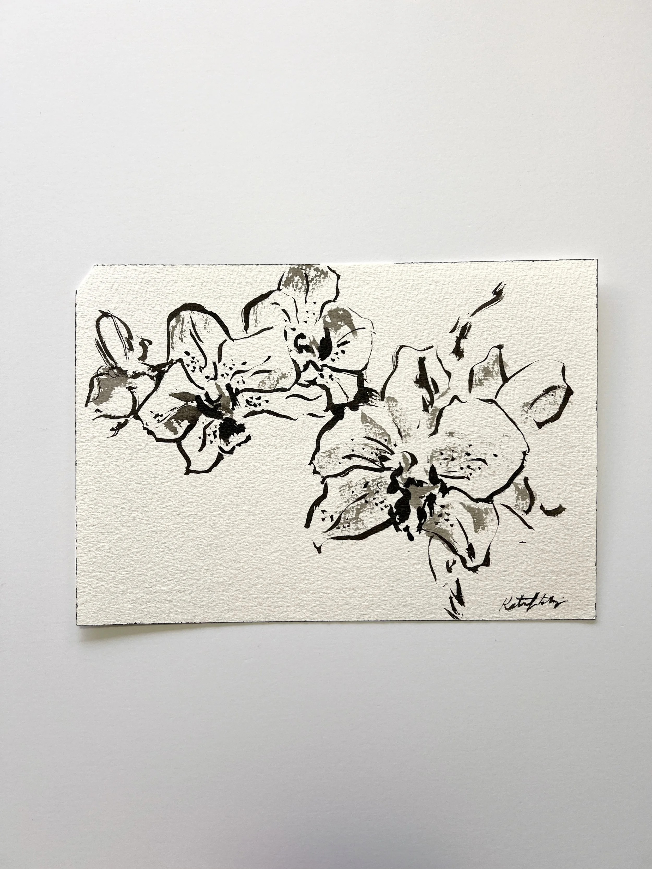 Ink Orchid Drawing on paper 10x7"