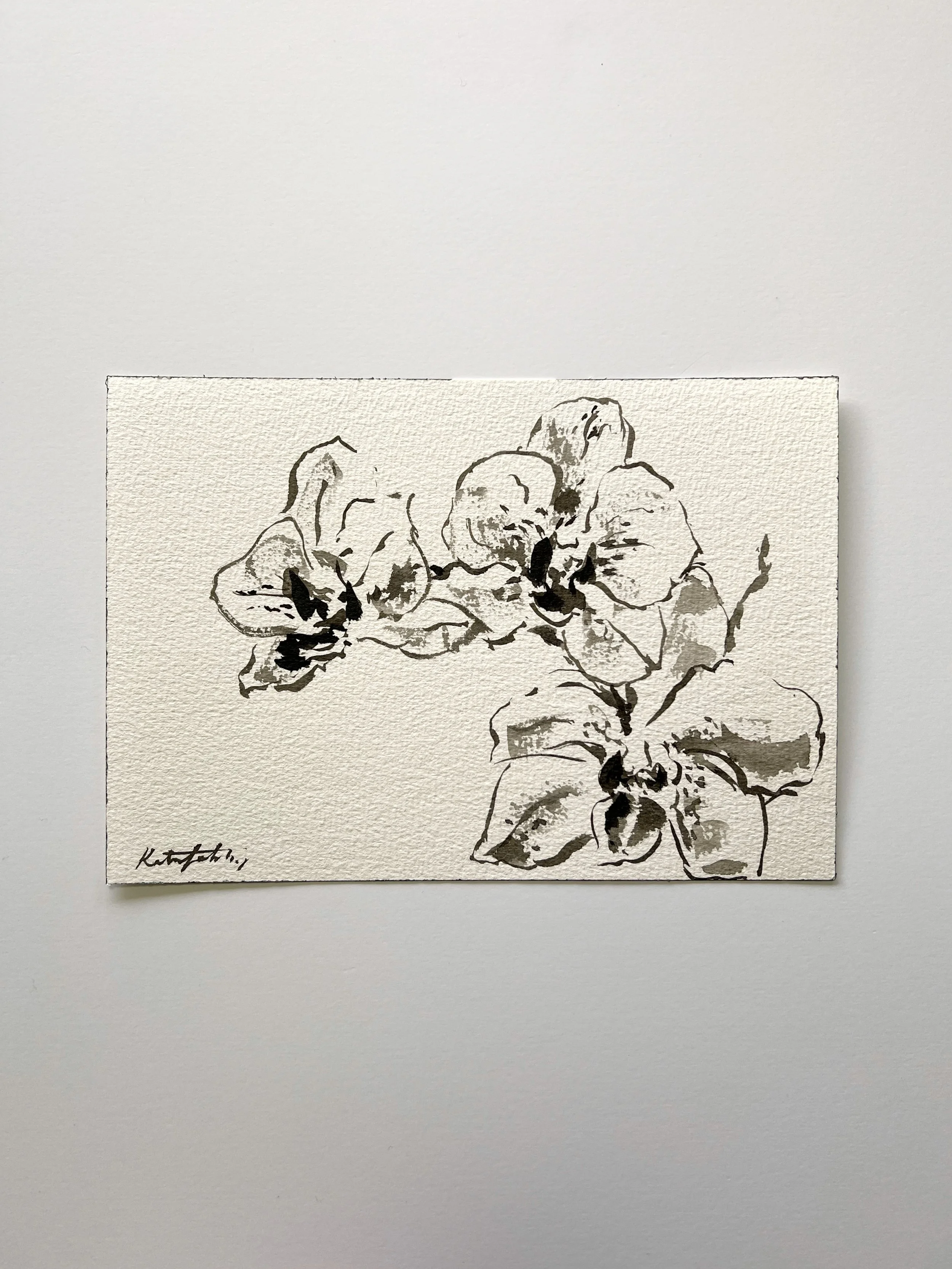 Ink Orchid Drawing on paper 10x7"