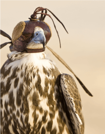 falconry.png