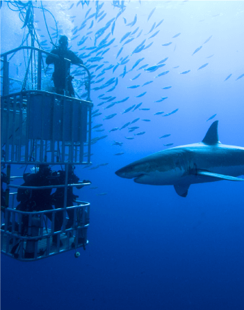 shark-dive.png