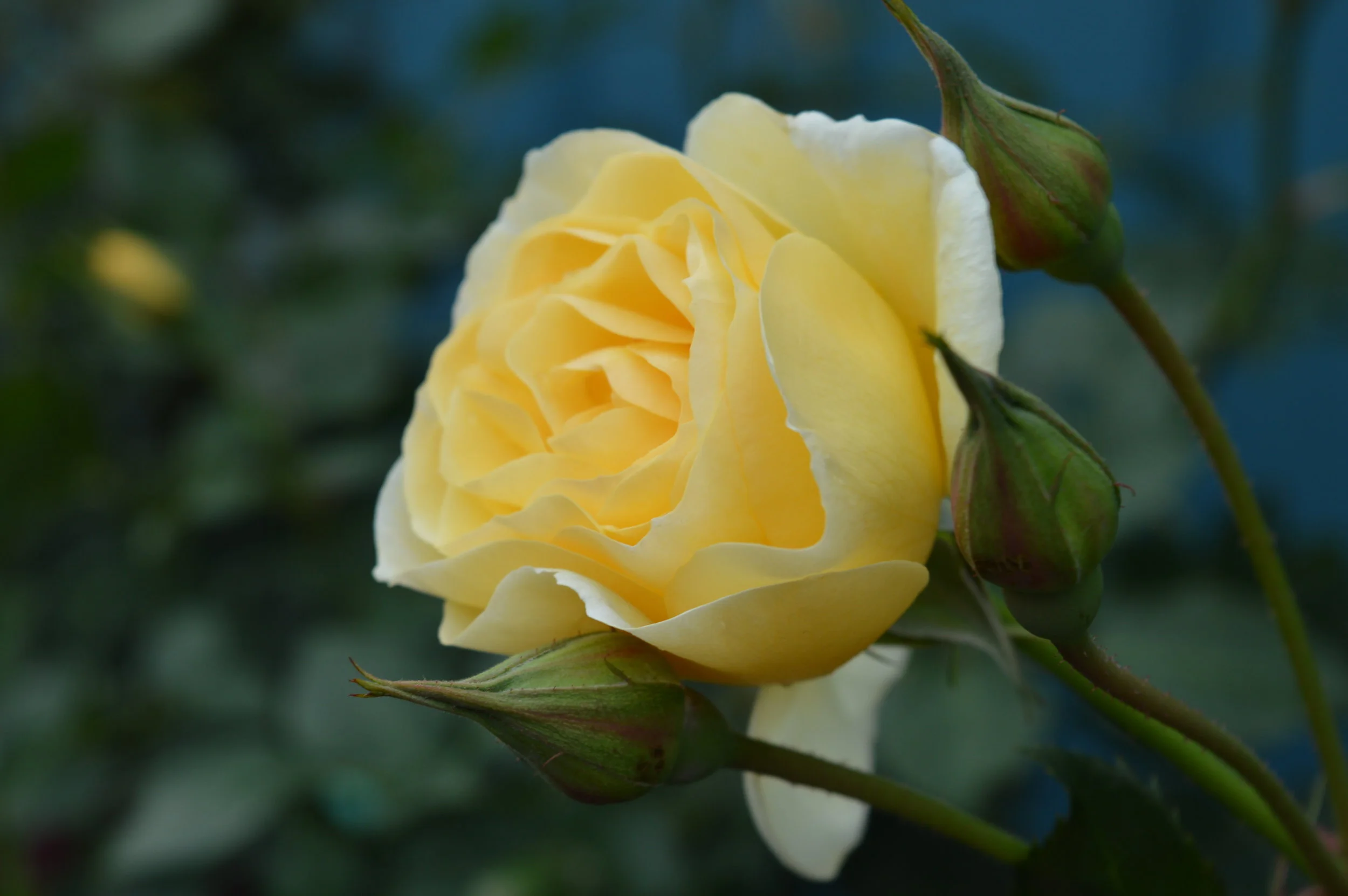DSC_0236.JPG