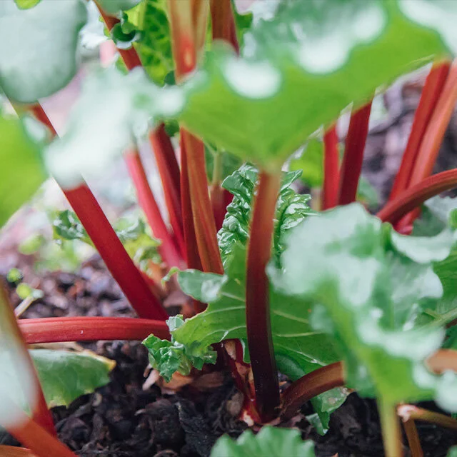 Growing Rhubarb  Strait Gate Greenhouses