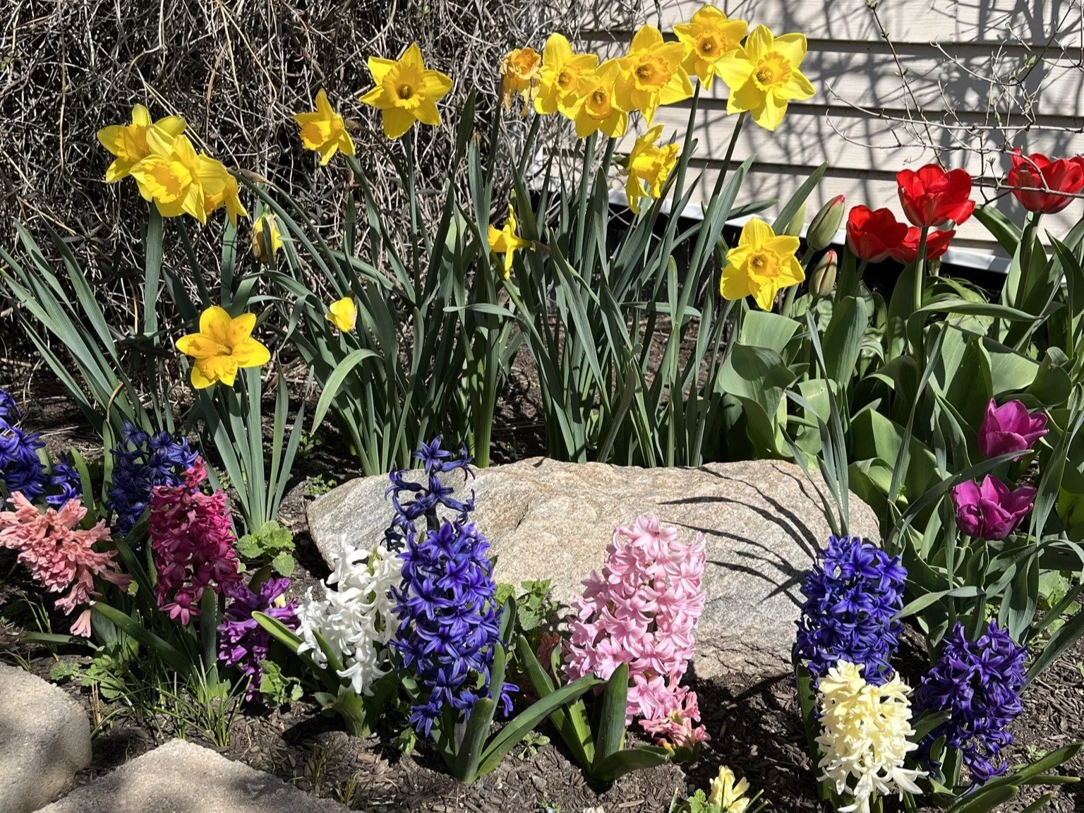 spring bulbs in bed_crop.JPEG