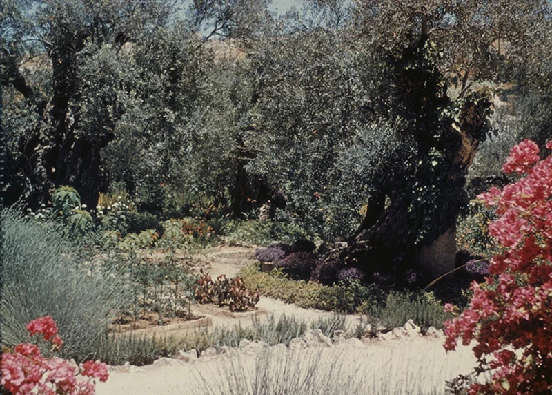 Jerusalem. Garden of Gethsemane. Trees and Flowers, 1948. Photograph by Lewis Larson