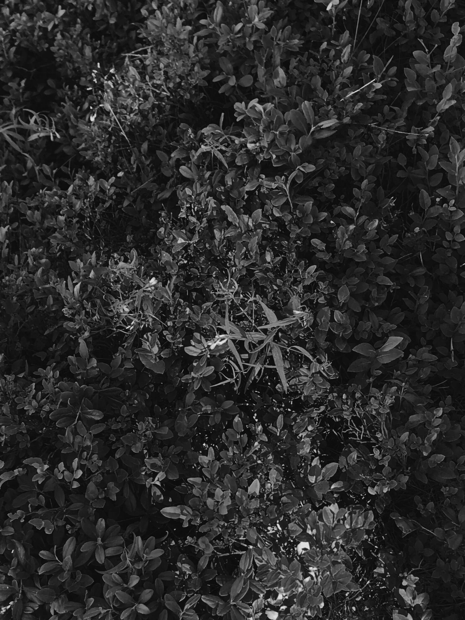 IMG_3591 (1).jpeg