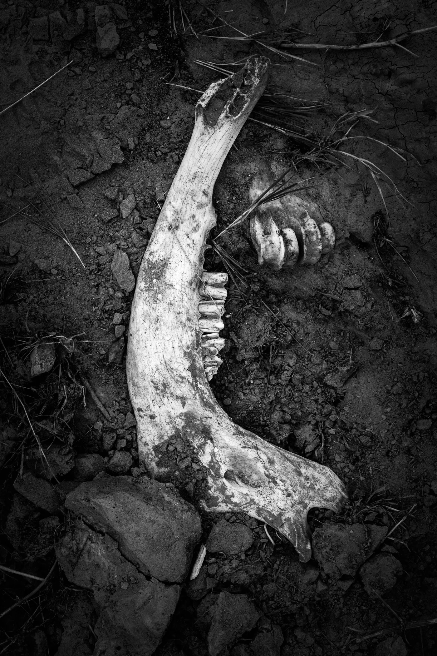 Jaw Bone of a Deer