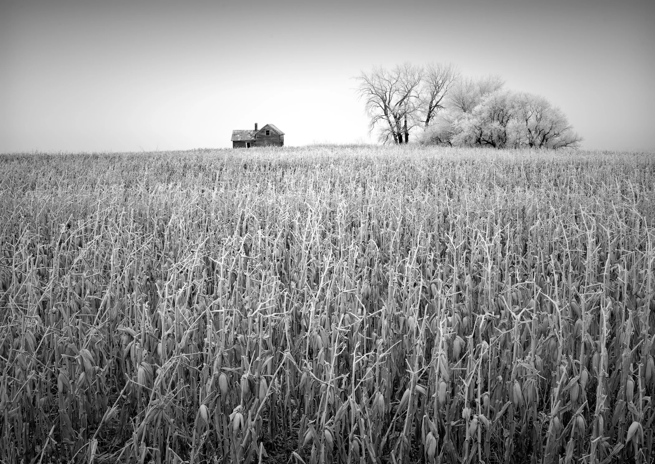 Corn Field and Homestead, North Dakota