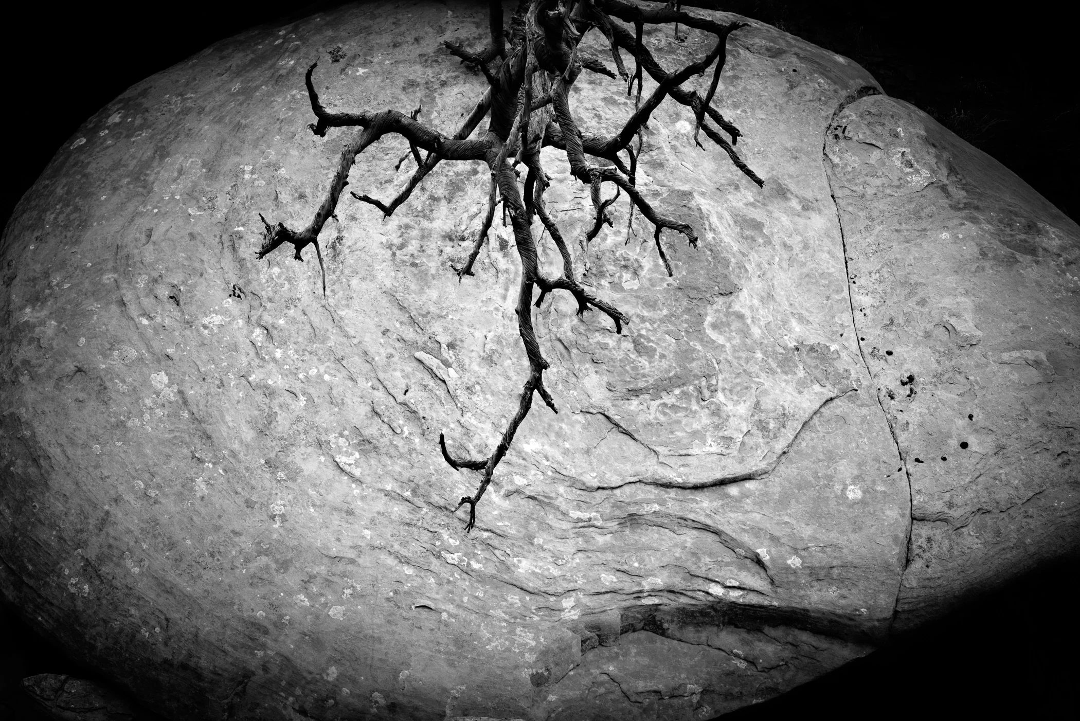 Rock and Root