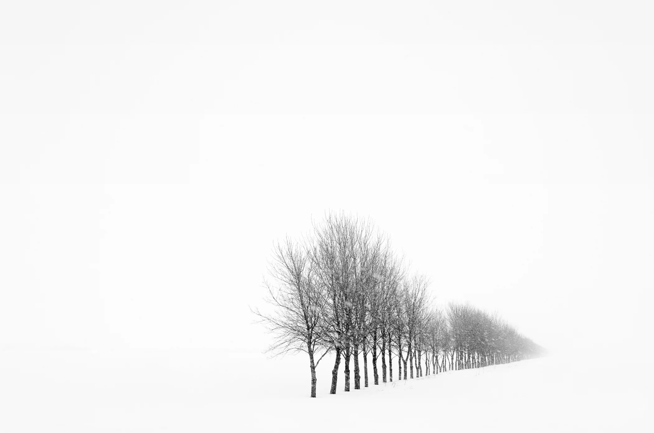 Shelter Belt #1, Minnesota