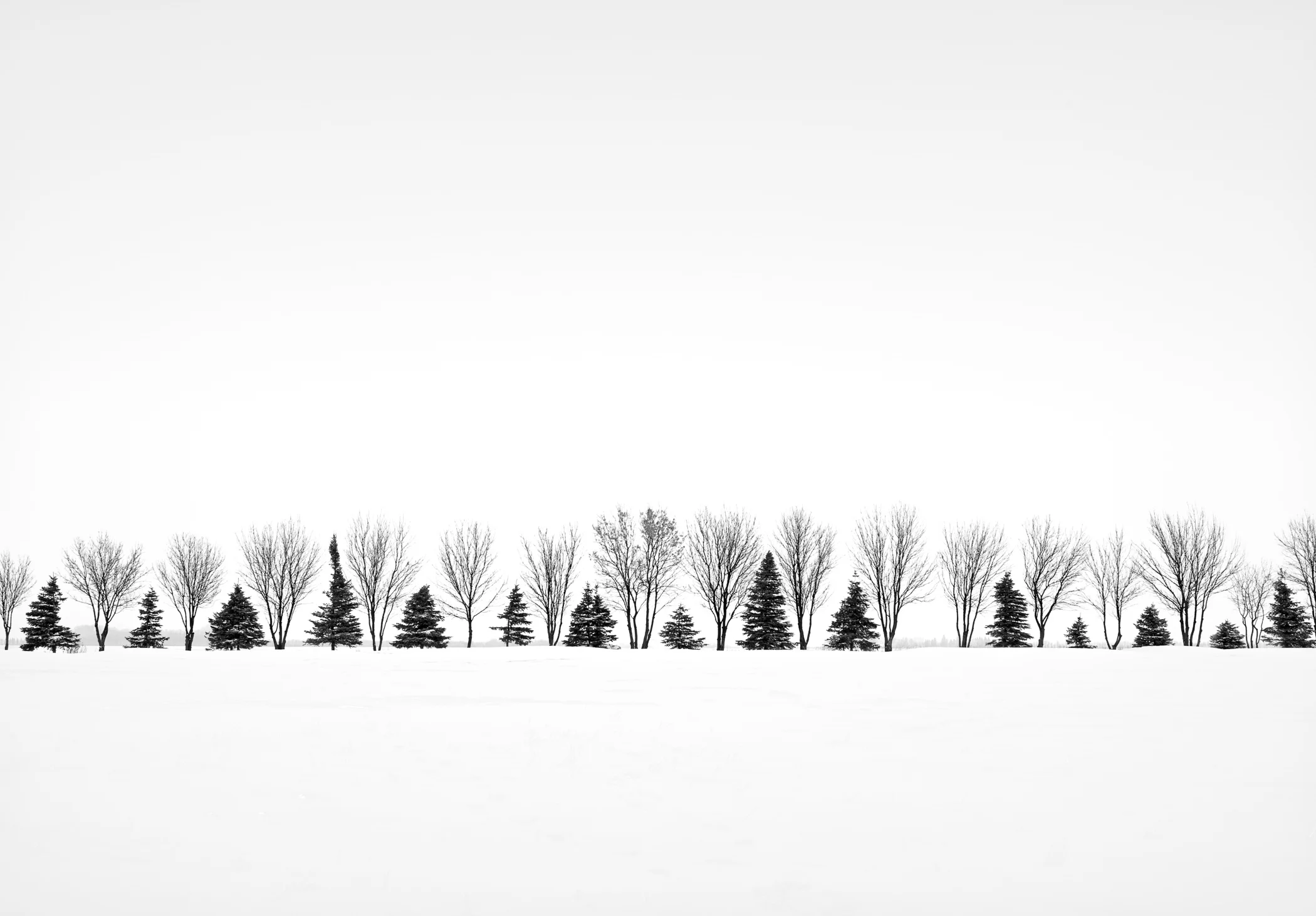 Shelter Belt #4, North Dakota