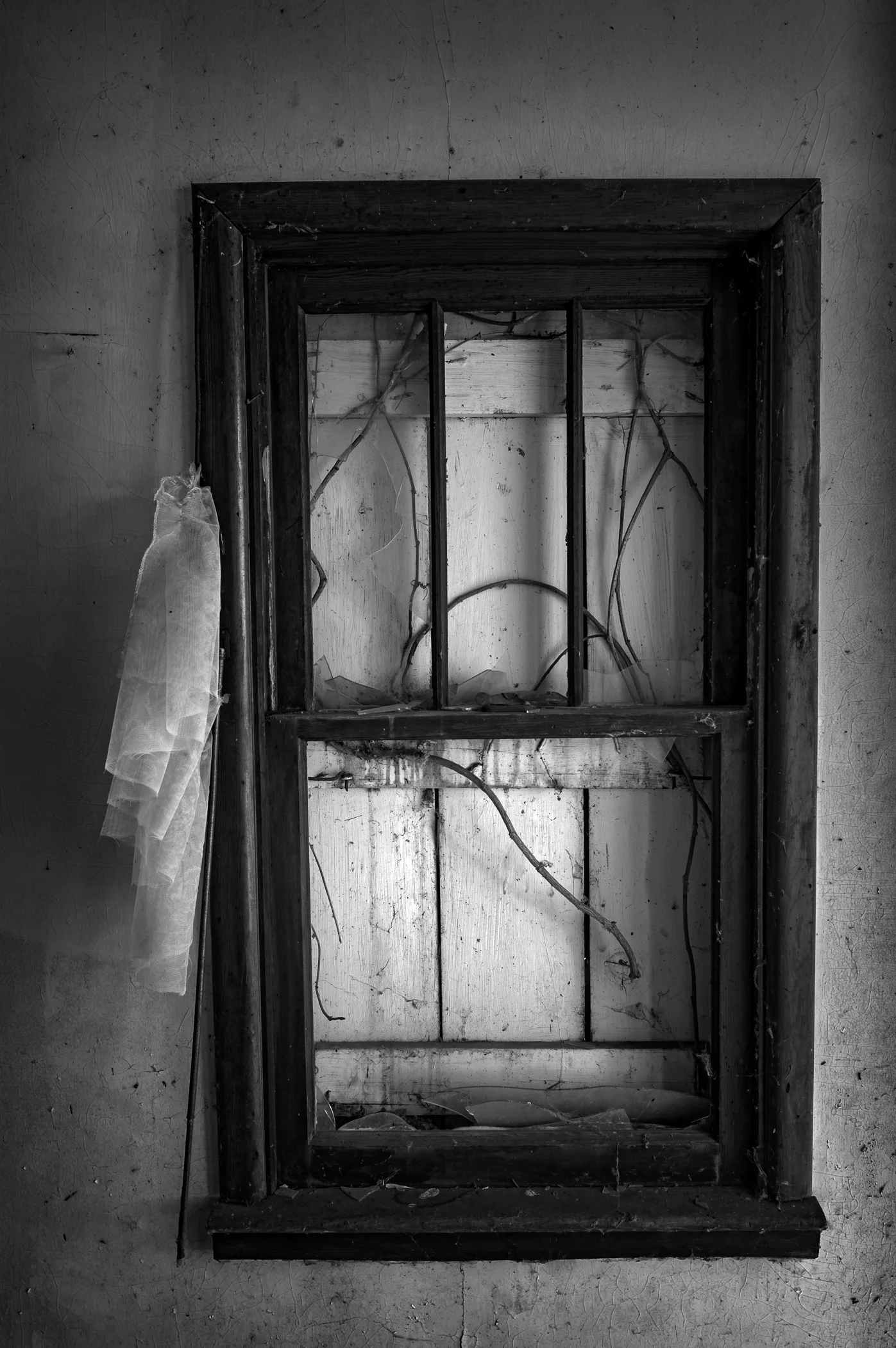 Branches and Boarded Window
