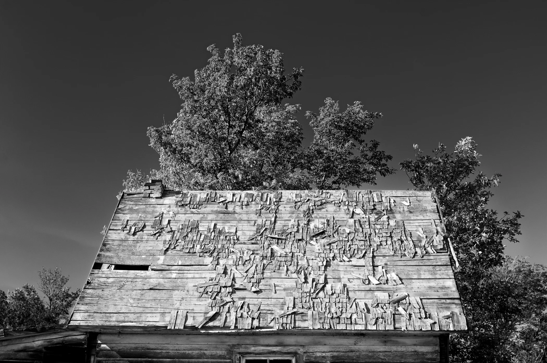 Roof Shakes and Tree