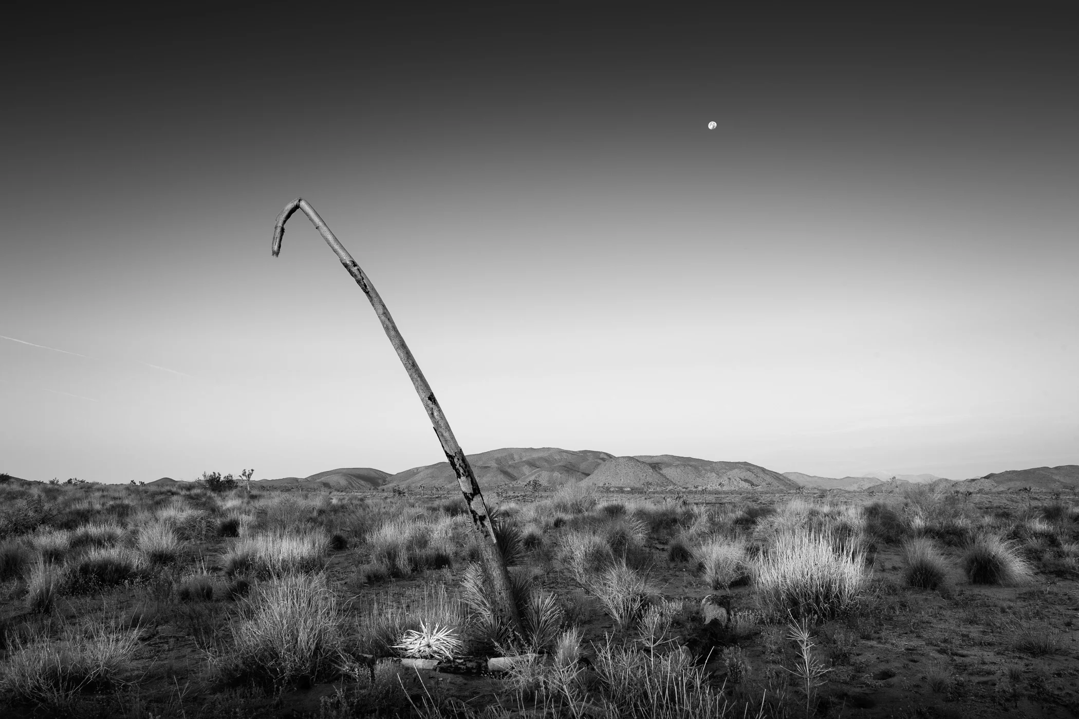 Dead Joshua Tree and Moon, Joshua Tree National Park