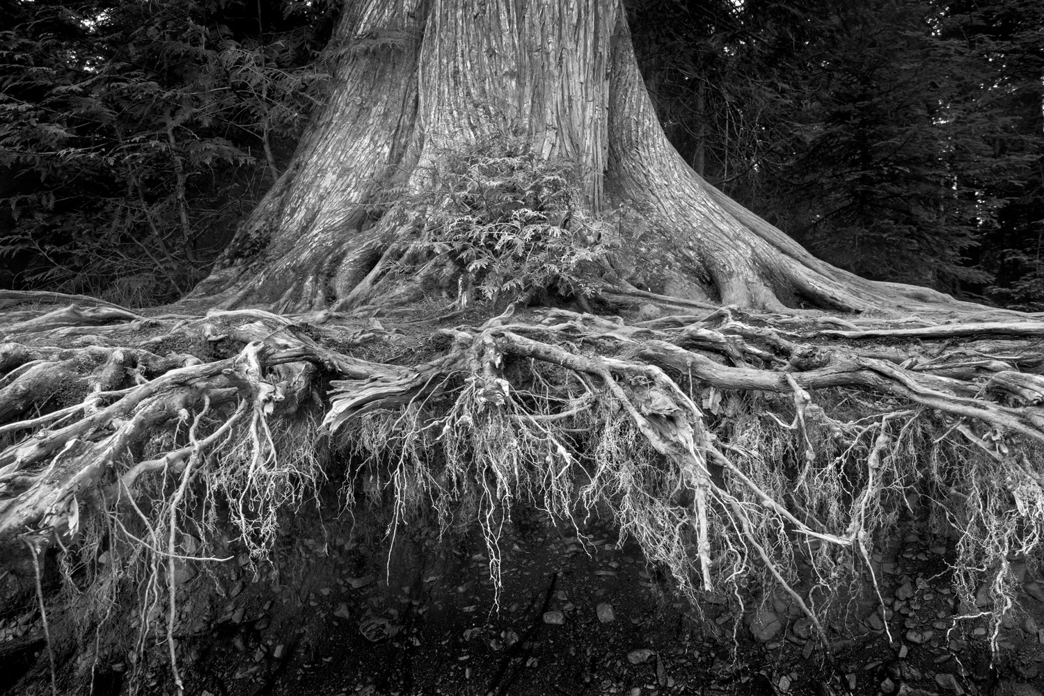 Hanging Roots, Glacier