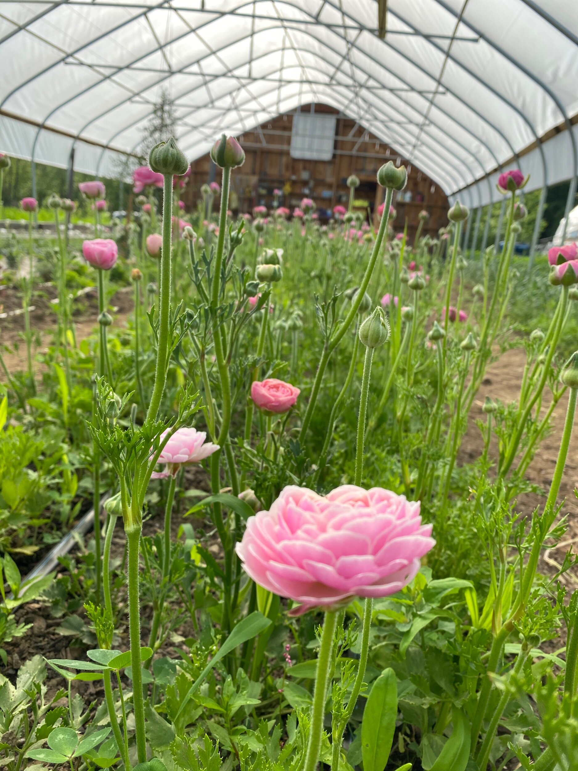 3DBC0DC9-83A5-43B7-8042-39A0AFDC7325 (Copy)