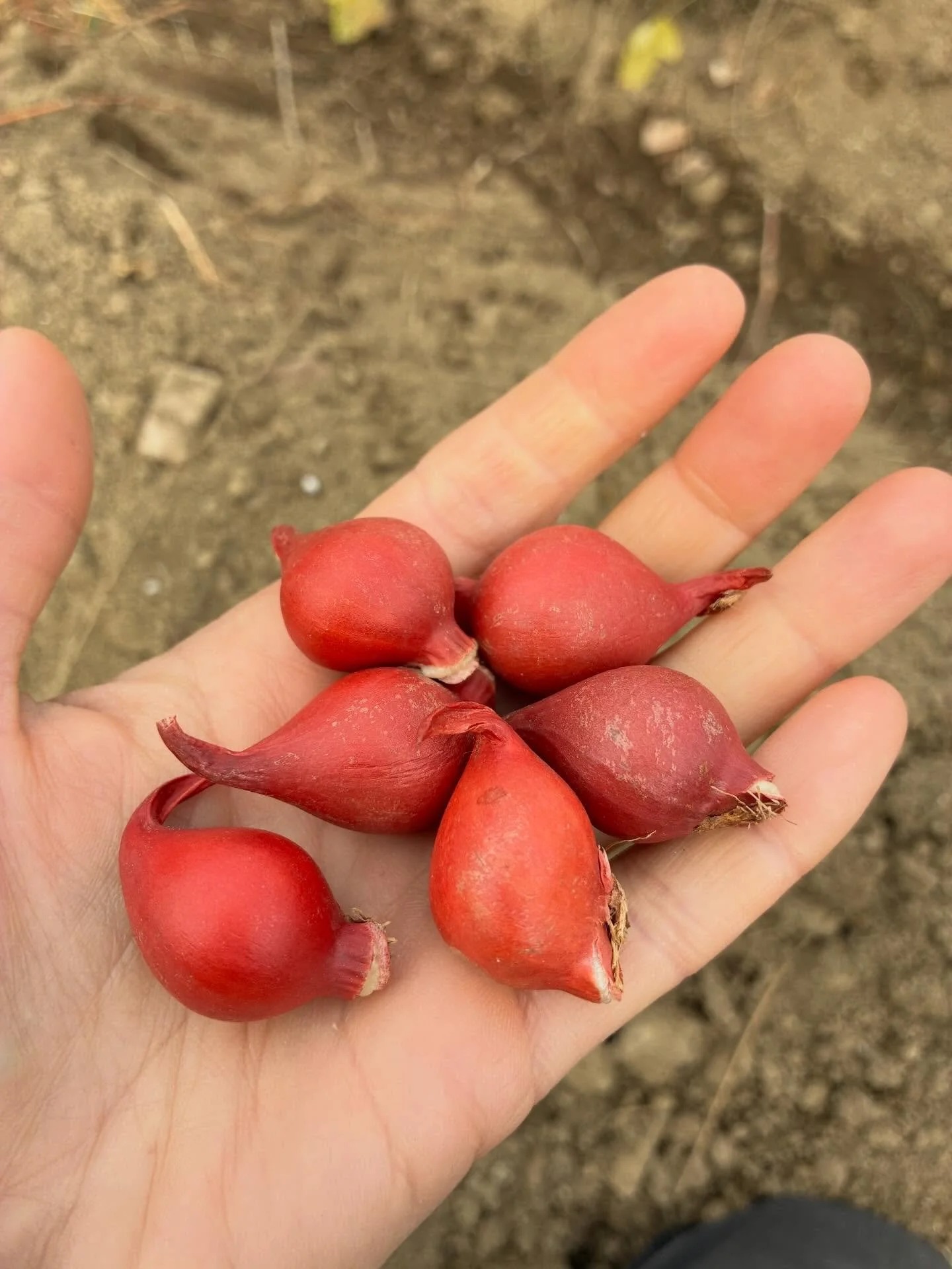 Using agri-homeopathy on the land means considering the entire system, the farm, the wildlife, and the people. As I think about moving into using more homeopathy to help the health of our plants, biome and my family I find myself so fascinated by the