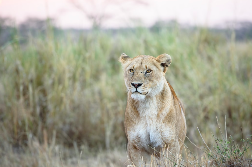 Screen Shot 2020-04-23 at 1.02.24 PM.png