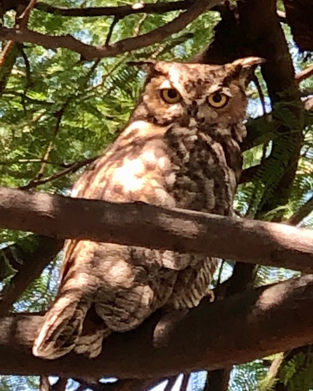 Hello friend - old and new. Feeling the energy of this medicine and the synchronicity of it all. 🙏🏼🦉🙇🏻&zwj;♀️ I&rsquo;m also feeling my fellow #warriors out there!  #owl #owlmedicine #deathandrebirth #integration #healing #heartpath #heartwarrio