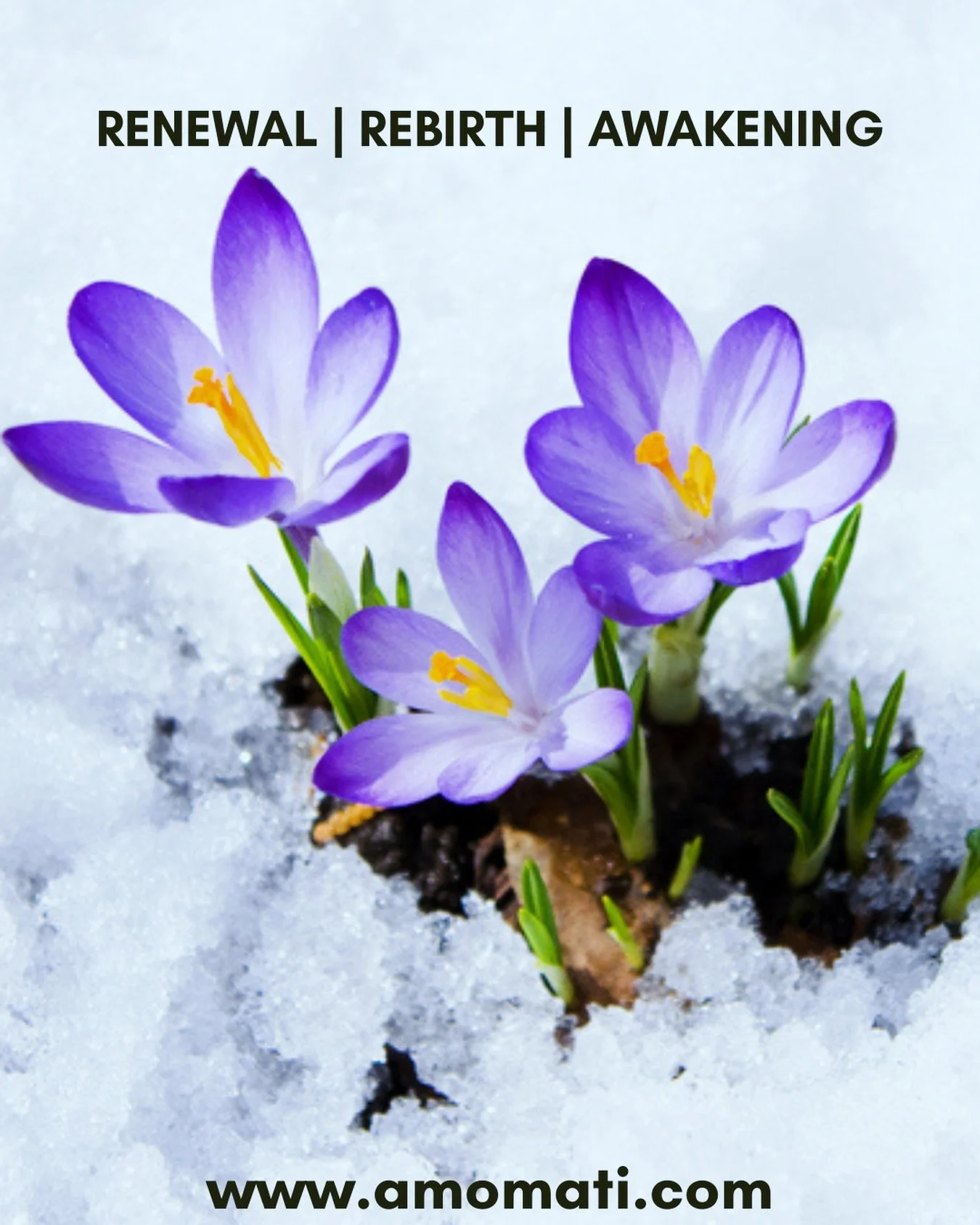 For in the shadow of winter, life works in secret, beneath the dying snow and frozen hours, awaiting the spring of hope&mdash;a slow, patient resurrection, offering our eyes to newborn flowers.  How will we bloom?  What can we imagine now? 

May we s