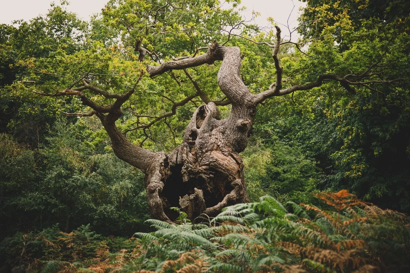 Nature offers its reflections to us daily.  The natural laws. The universal laws. The mystery of this tree. Its roots. Death surrounded by the abundance of life.  Seeing such art in nature reminds me that we are nature. Emerson said it best in his bo