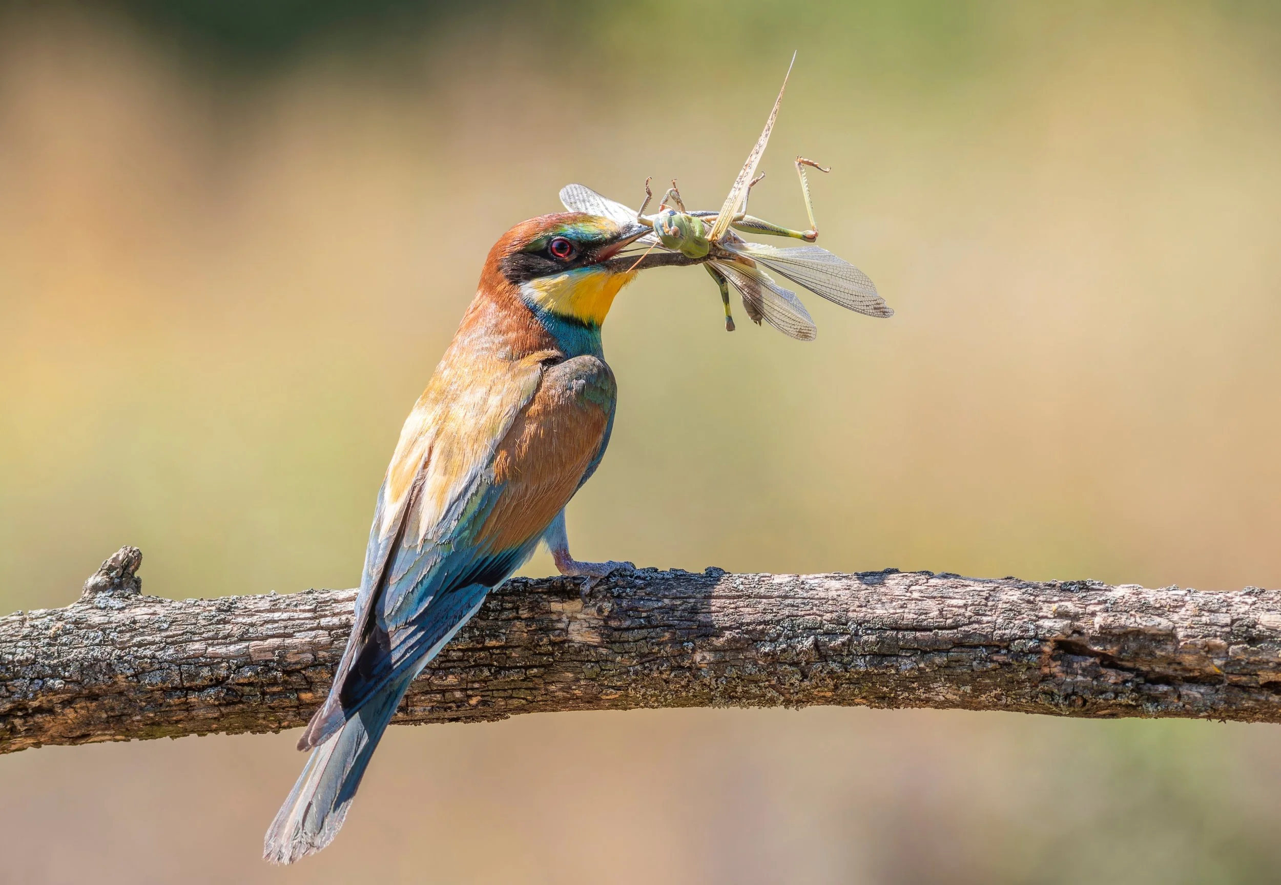 DramabyYuriy Balagula.jpg