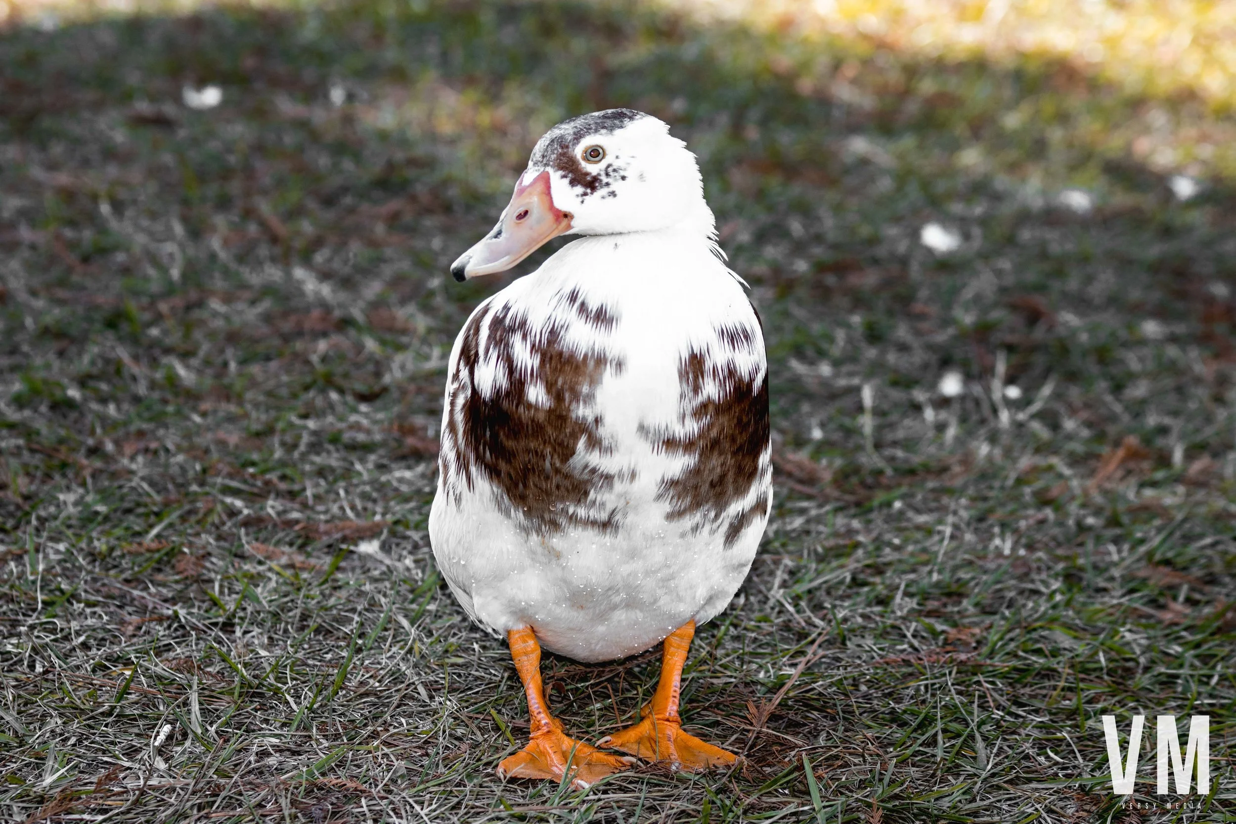 duck.jpg