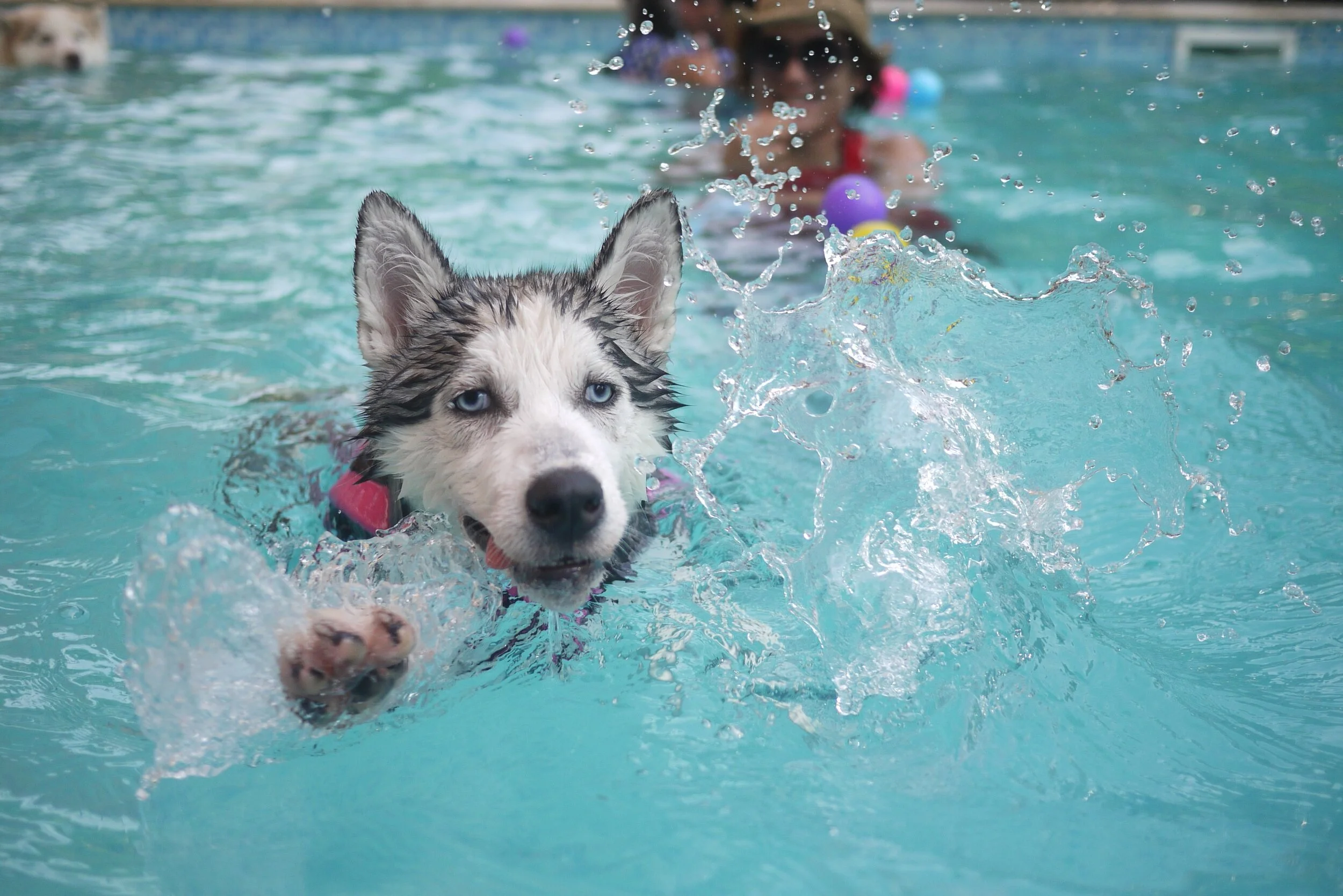 Do Dogs Know How Do You Swim Naturally